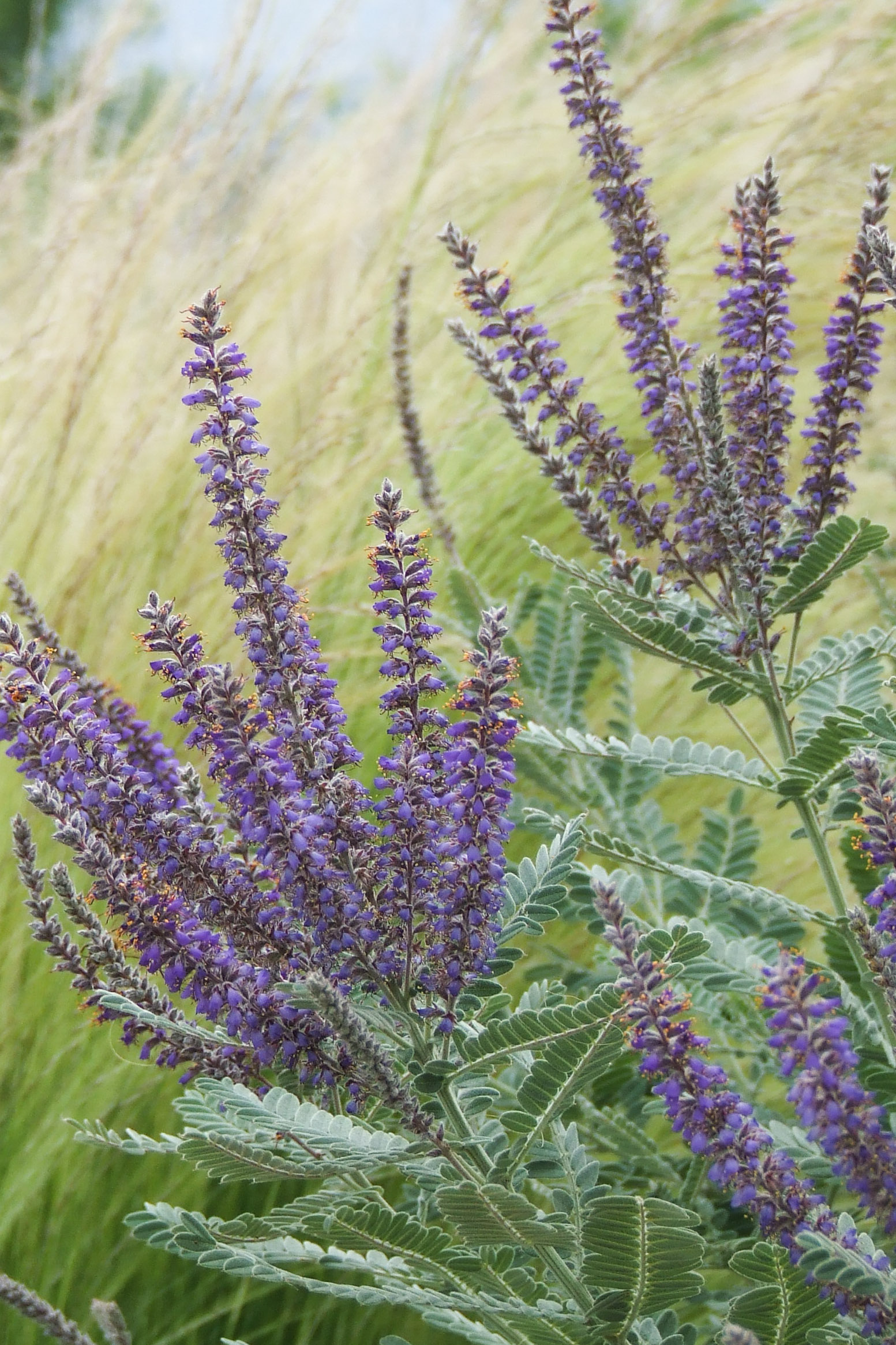 Leadplant